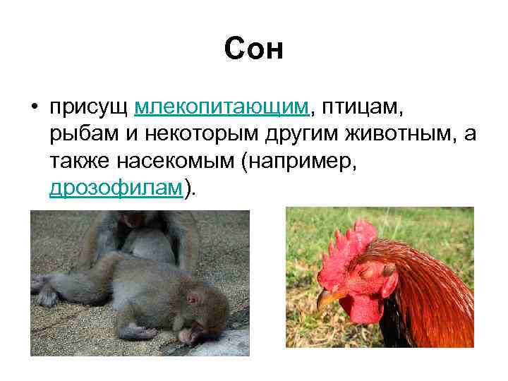 Сон • присущ млекопитающим, птицам, рыбам и некоторым другим животным, а также насекомым (например,