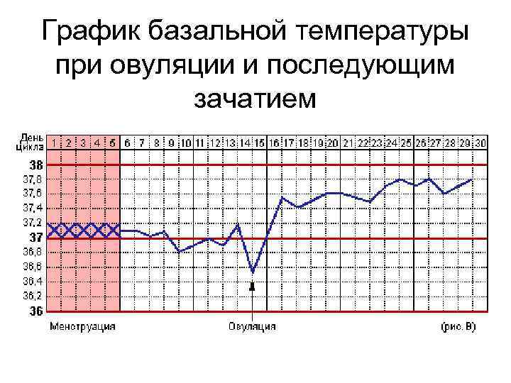 График базальной температуры при овуляции и последующим зачатием 