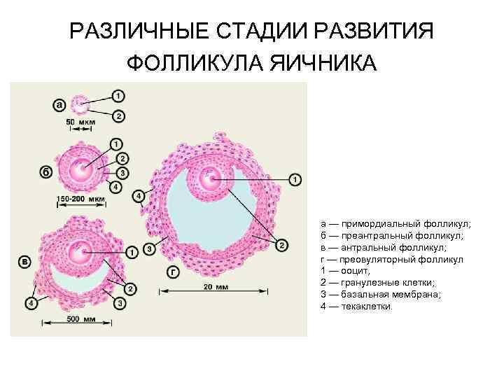 РАЗЛИЧНЫЕ СТАДИИ РАЗВИТИЯ ФОЛЛИКУЛА ЯИЧНИКА а — примордиальный фолликул; б — преантральный фолликул; в