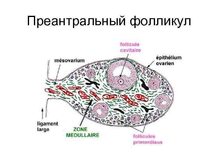 Преантральный фолликул 