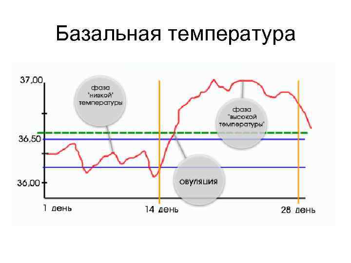 Базальная температура 