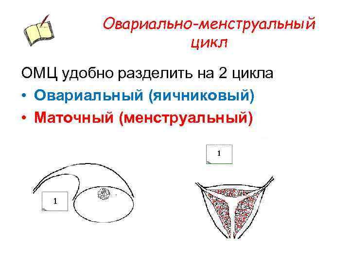 Овариально-менструальный цикл ОМЦ удобно разделить на 2 цикла • Овариальный (яичниковый) • Маточный (менструальный)