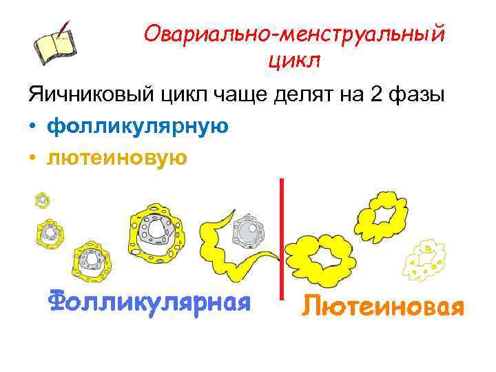 Овариально-менструальный цикл Яичниковый цикл чаще делят на 2 фазы • фолликулярную • лютеиновую 