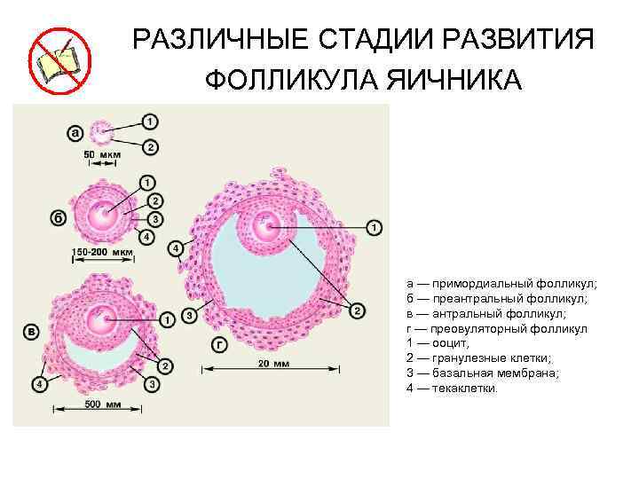 РАЗЛИЧНЫЕ СТАДИИ РАЗВИТИЯ ФОЛЛИКУЛА ЯИЧНИКА а — примордиальный фолликул; б — преантральный фолликул; в