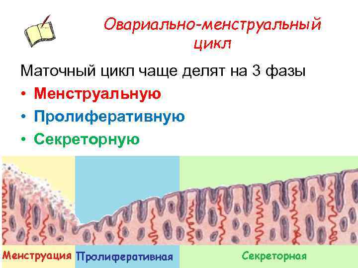 Овариально-менструальный цикл Маточный цикл чаще делят на 3 фазы • Менструальную • Пролиферативную •