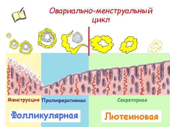 Овариально-менструальный цикл 