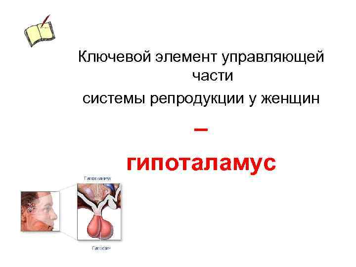 Ключевой элемент управляющей части системы репродукции у женщин – гипоталамус 