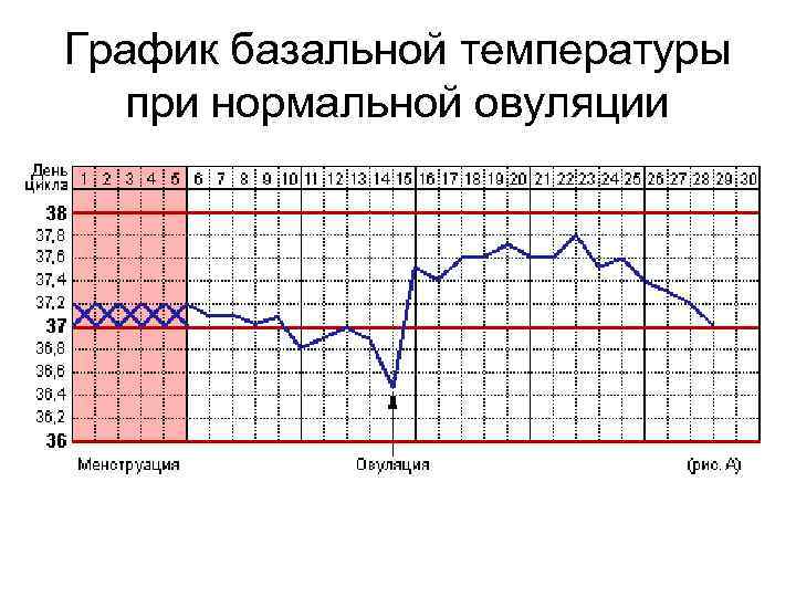 График базальной температуры при нормальной овуляции 