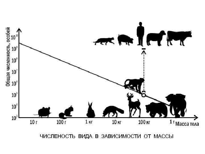 ЧИСЛЕНОСТЬ ВИДА В ЗАВИСИМОСТИ ОТ МАССЫ 