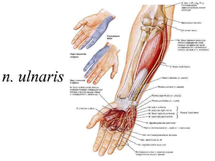 n. ulnaris 
