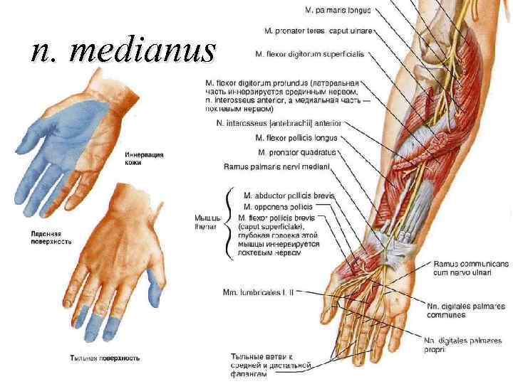 n. medianus 