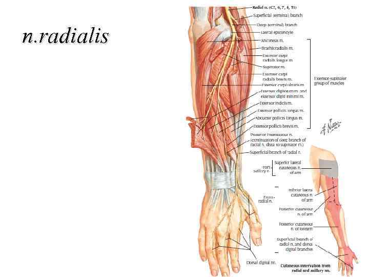 n. radialis 
