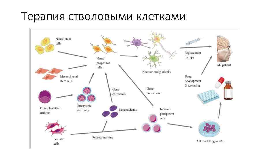 Терапия стволовыми клетками 