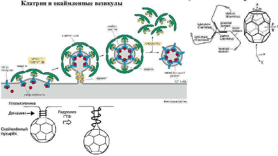 Клатрин и окаймленные везикулы 