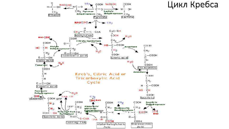 Цикл Кребса убихинон 