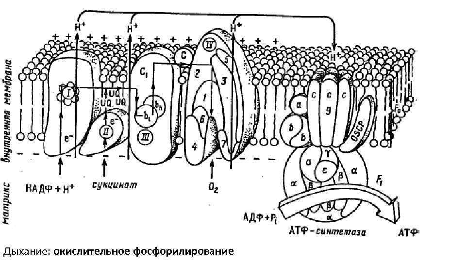 Дыхание: окислительное фосфорилирование 