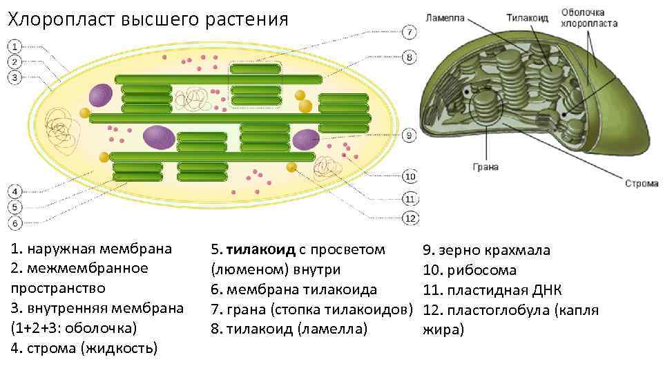 Хлоропласт высшего растения 1. наружная мембрана 2. межмембранное пространство 3. внутренняя мембрана (1+2+3: оболочка)