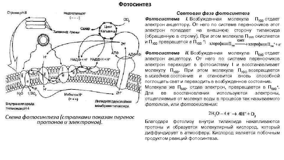 Электроны в фотосинтезе. Акцептор электронов при фотосинтезе. Схема переноса электронов хлорофилла. Переносчики фотосинтез. Световая фаза фотосинтеза переносчики электронов.