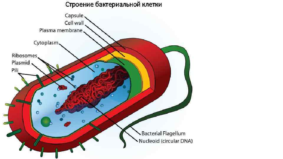 Строение бактериальной клетки 