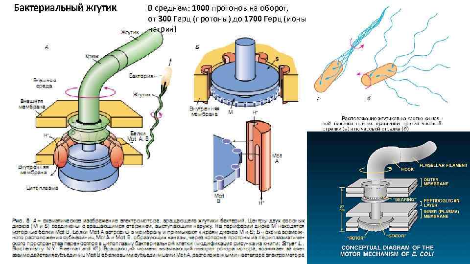 Бактериальный жгутик В среднем: 1000 протонов на оборот, от 300 Герц (протоны) до 1700