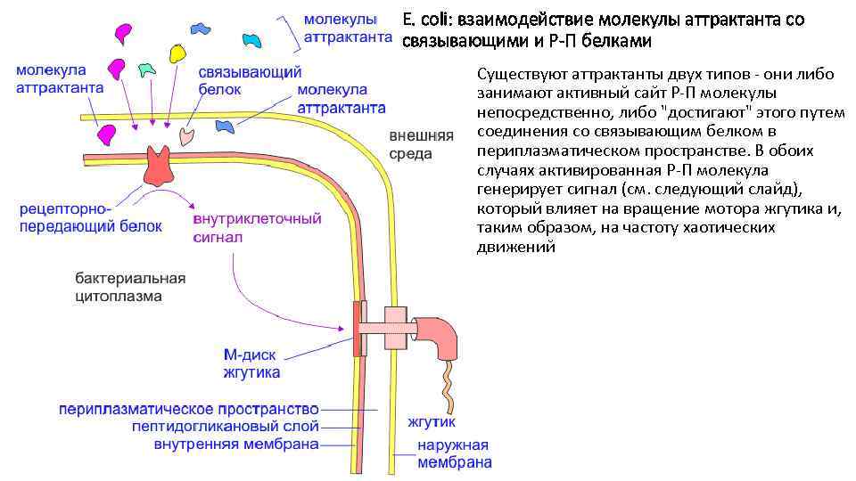 E. сoli: взаимодействие молекулы аттрактанта со связывающими и Р-П белками Существуют аттрактанты двух типов