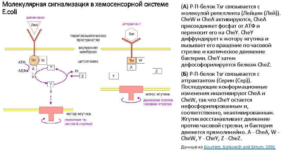 Молекулярная сигнализация в хемосенсорной системе E. coli (А) Р-П-белок Tsr связывается с молекулой репеллента