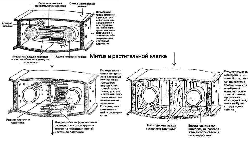 Митоз в растительной клетке 