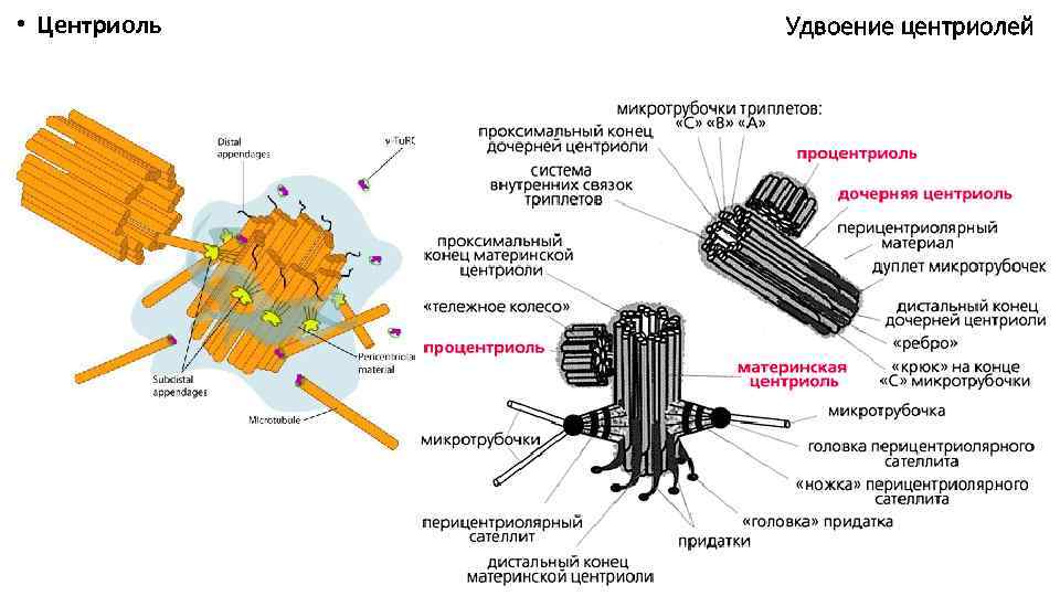 Центриоли рисунок егэ