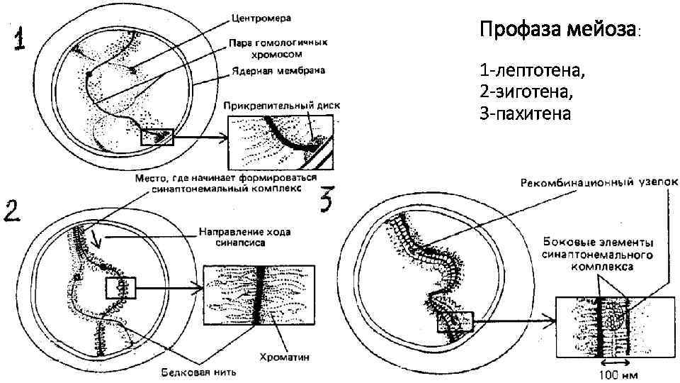 Профаза мейоза: 1 -лептотена, 2 -зиготена, 3 -пахитена 
