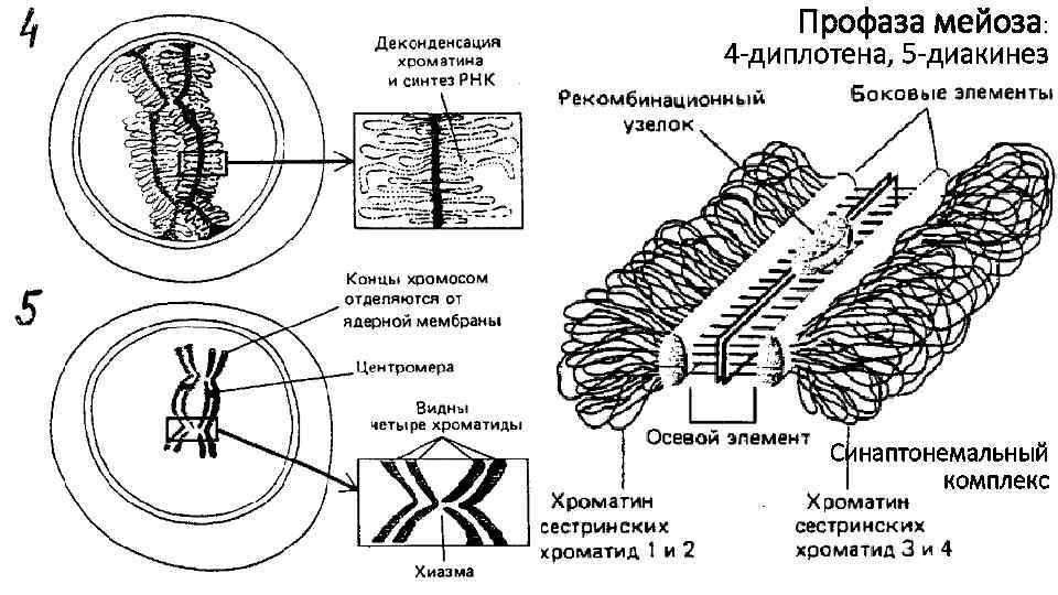 Профаза мейоза: 4 -диплотена, 5 -диакинез Синаптонемальный комплекс 