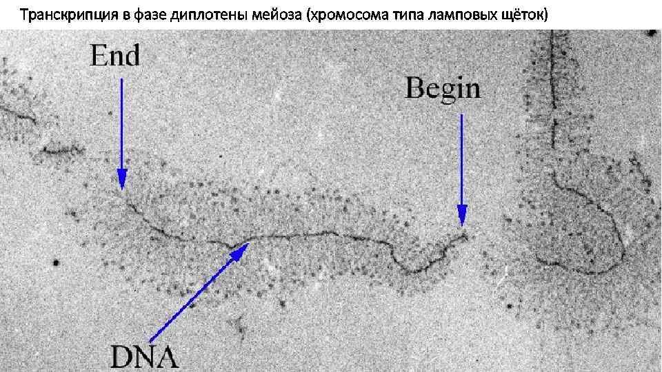 Транскрипция в фазе диплотены мейоза (хромосома типа ламповых щёток) 