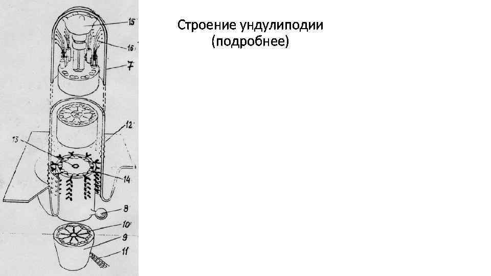 Строение ундулиподии (подробнее) 