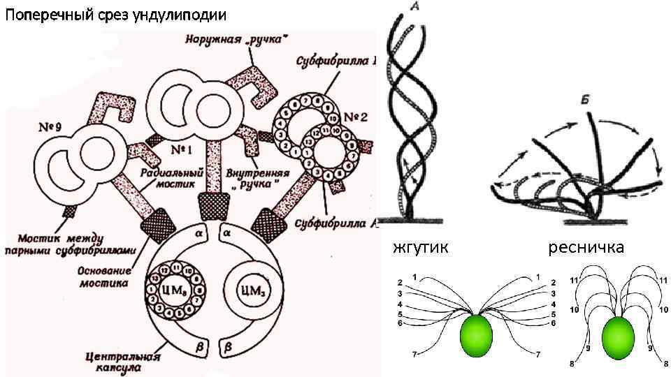 Поперечный срез ундулиподии жгутик ресничка 