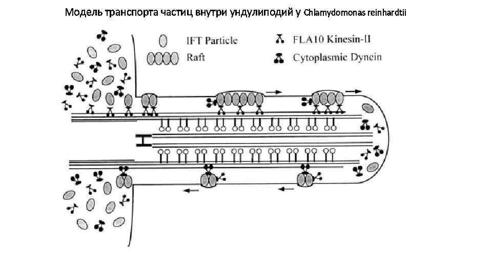 Модель транспорта частиц внутри ундулиподий у Chlamydomonas reinhardtii 