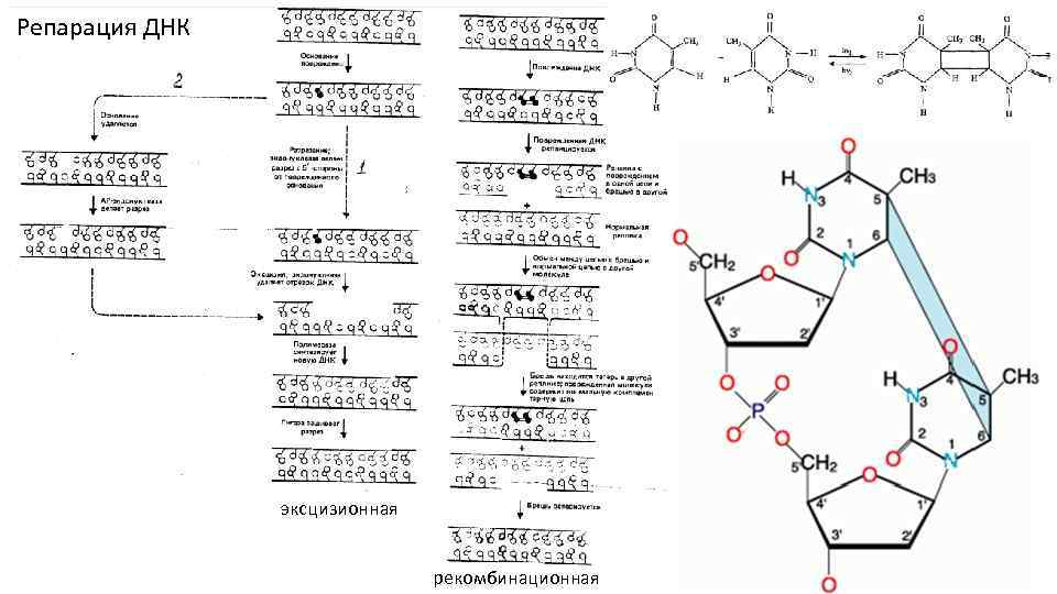 Репарация ДНК эксцизионная рекомбинационная 