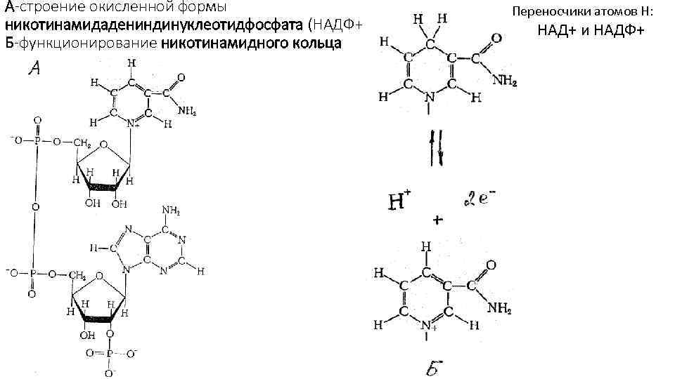 А-строение окисленной формы никотинамидадениндинуклеотидфосфата (НАДФ+), Б-функционирование никотинамидного кольца Переносчики атомов Н: НАД+ и НАДФ+