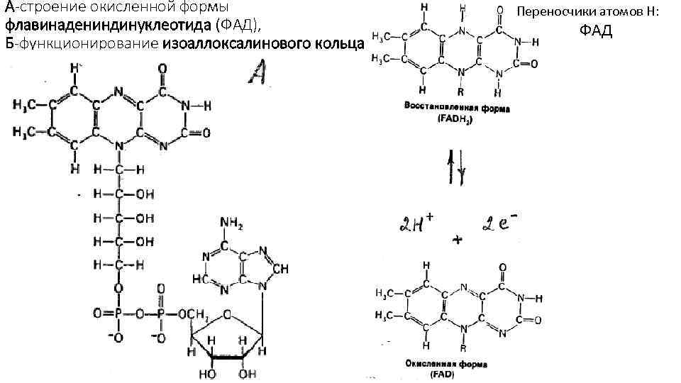 А-строение окисленной формы флавинадениндинуклеотида (ФАД), Б-функционирование изоаллоксалинового кольца Переносчики атомов Н: ФАД 