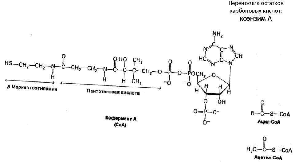 Переносчик остатков карбоновых кислот: коэнзим А 
