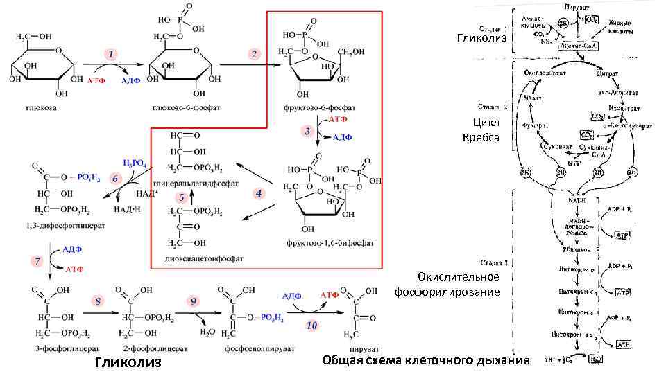 Рассмотрите рисунок на котором представлена схема клеточного дыхания название