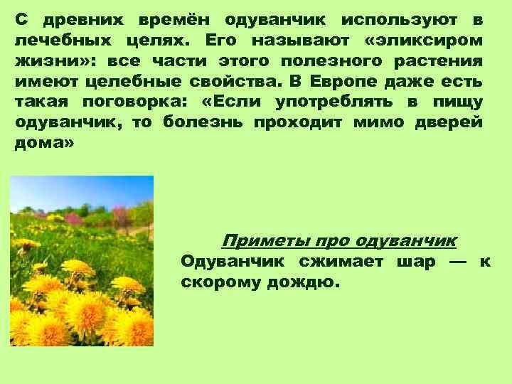 Как пишется слово одуванчик. Одуванчик в пищу. Приметы про одуванчик. Поговорки и приметы про одуванчик. Поговорки про одуванчик.