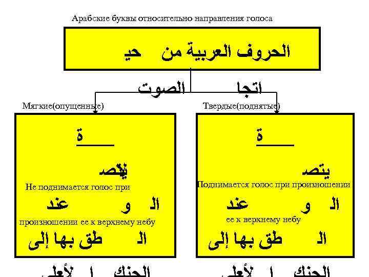 Арабские буквы относительно направления голоса ﺣﻴ ﺍﻟﺤﺮﻭﻑ ﺍﻟﻌﺮﺑﻴﺔ ﻣﻦ ﺍﻟﺼﻮﺕ Мягкие(опущенные) ﺓ ﺍﺗﺠﺎ Твердые(поднятые)