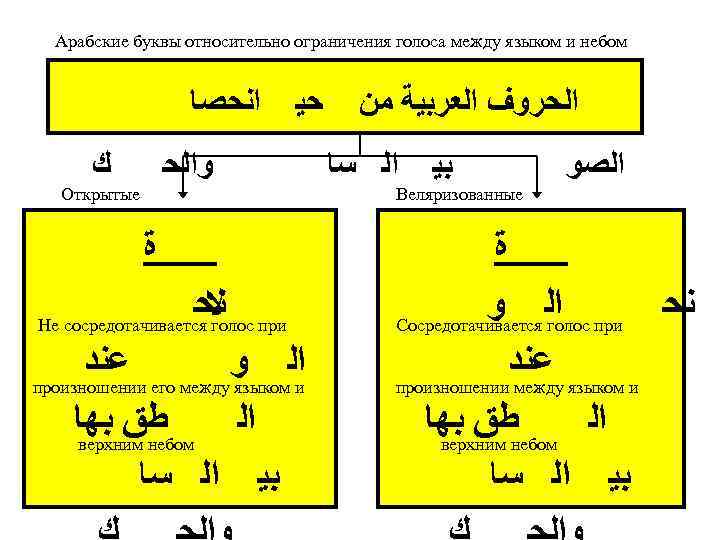 Арабские буквы относительно ограничения голоса между языком и небом ﺍﻧﺤﺼﺎ ﻙ ﺣﻴ ﻭﺍﻟﺤ Открытые