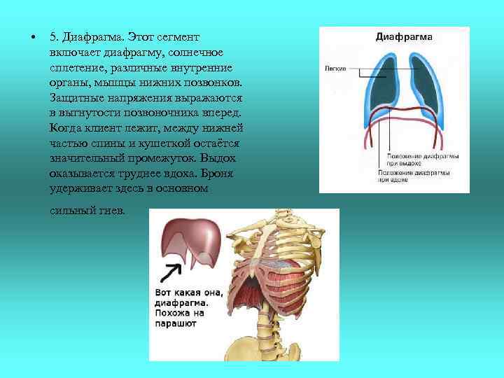  • 5. Диафрагма. Этот сегмент включает диафрагму, солнечное сплетение, различные внутренние органы, мышцы