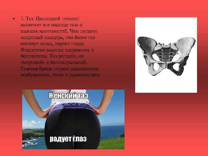  • 7. Таз. Последний сегмент включает все мышцы таза и нижних конечностей. Чем