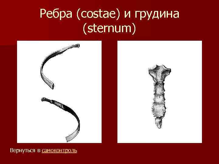 Ребра (costae) и грудина (sternum) Вернуться в самоконтроль 