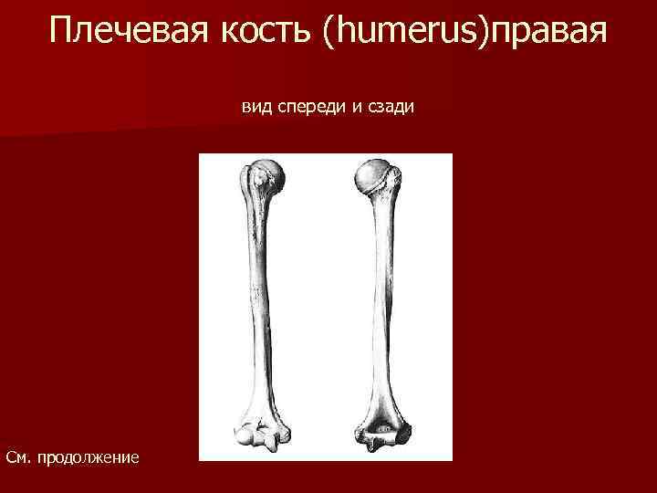Плечевая кость (humerus)правая вид спереди и сзади См. продолжение 