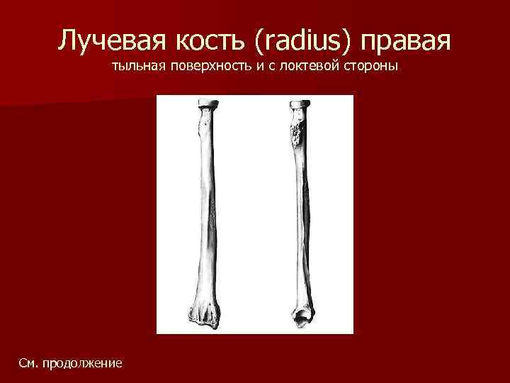 Лучевая кость (radius) правая тыльная поверхность и с локтевой стороны См. продолжение 