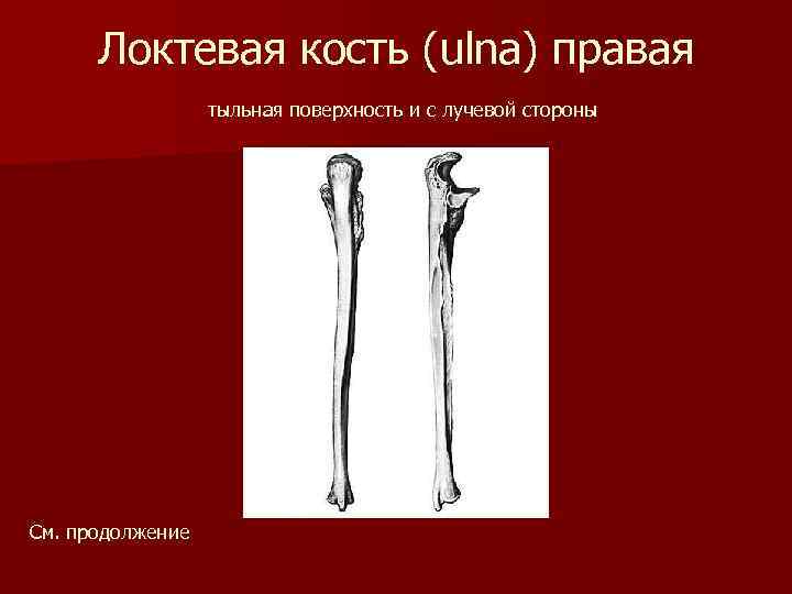 Локтевая кость (ulna) правая тыльная поверхность и с лучевой стороны См. продолжение 