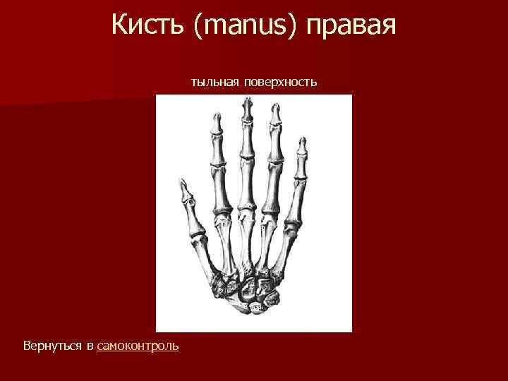 Кисть (manus) правая тыльная поверхность Вернуться в самоконтроль 