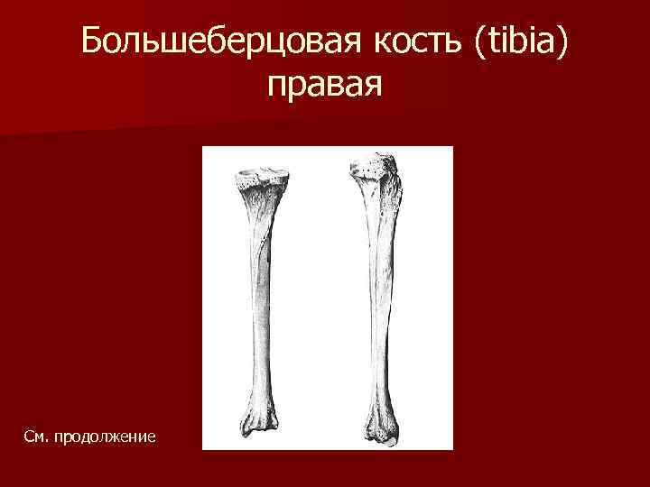 Большеберцовая кость (tibia) правая См. продолжение 